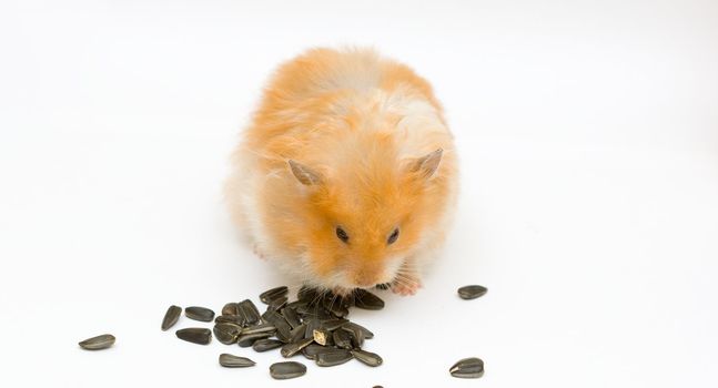 orange color syrian hamster with sunflower