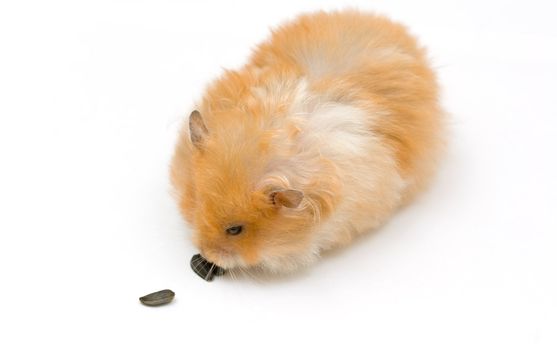 orange color syrian hamster with sunflower