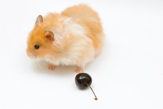 orange color syrian hamster with cherry