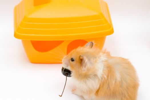 orange color syrian hamster and yellow house