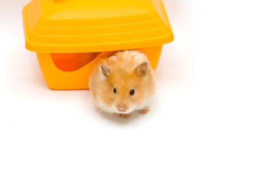 orange color syrian hamster and yellow house