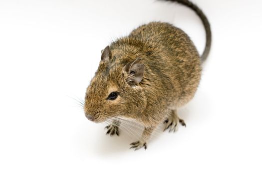 exotic rodent degu (african squirrel)