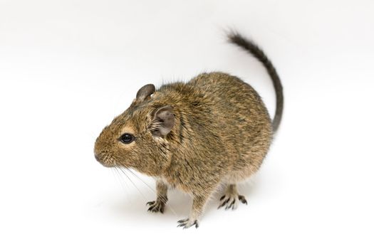 exotic rodent degu (african squirrel)