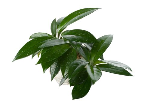 rubber plant in the pot, isolated on white