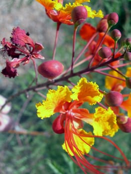 a bright yellow and red flower.