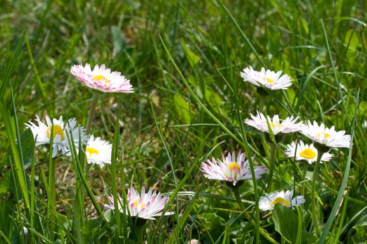 spring daisies in a green grass