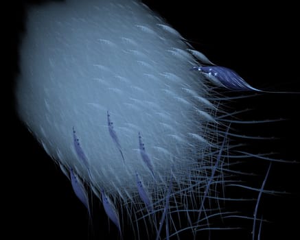 Abstract grouped blue feathers on a black background