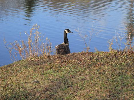 Canadian goose at waters edge