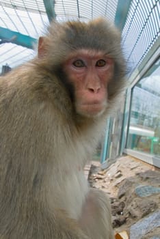 A monkey in a zoo looking sadly