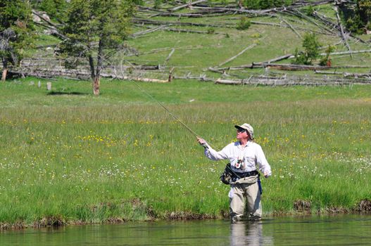 Active senior man casting a flyfishing rod near the banks of the Firehole River in Yellowstone Park.