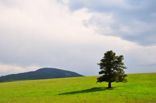 A single evergreen tree stands in a green summer field against a stormy grey Montana sky.