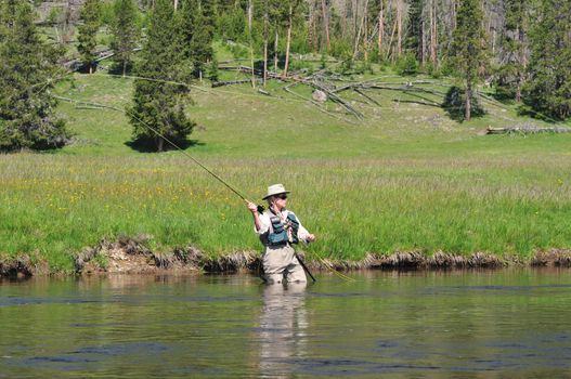 Senior citizen standing in the Firehole River in Yellowstone Park casting a flyfishing rod.