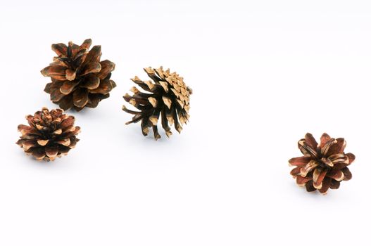 Four pine cone isolated on white background. 