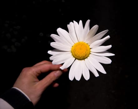 close up of a bright  daisy holding by an out of focus hand