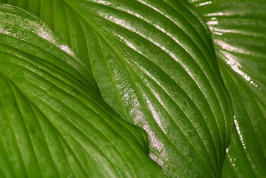 The lush, green leaf of a water plant shined by the sun. A close up.