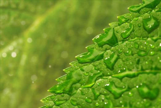 Green leaf with drops of a rain. A close up