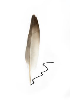 Feather standing near black ink line. Isolated on white with clipping path