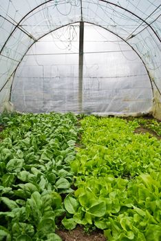  Organic Homegrown Spinach and Salad