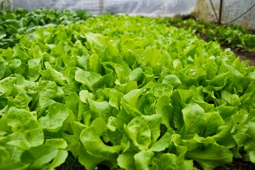 Organic Homegrown Salad