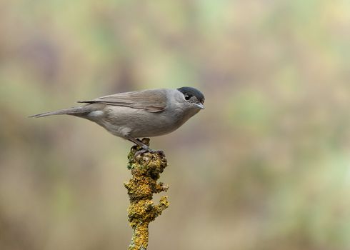 A male Blackcap - Sylvia atricapilla, perched on a twig.