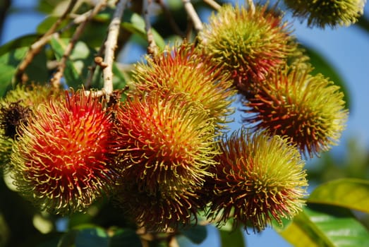 Close-up of rambutan fruit growing on a tree