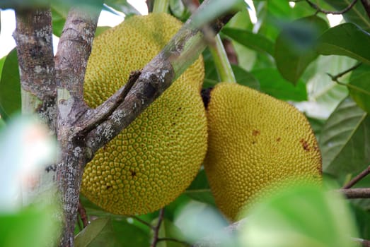 Close-up of durian fruit growing on a tree