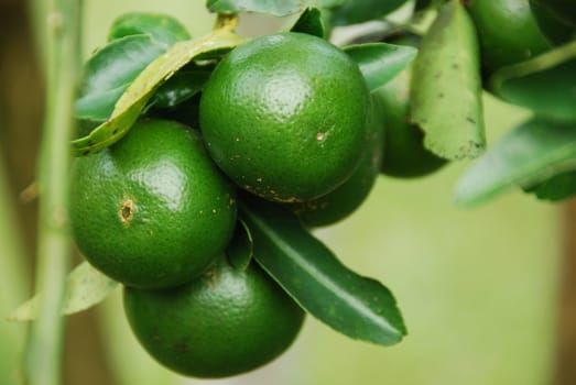 Close-up of green oranges growing on a tree