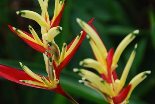 Close-up of a tropical flower