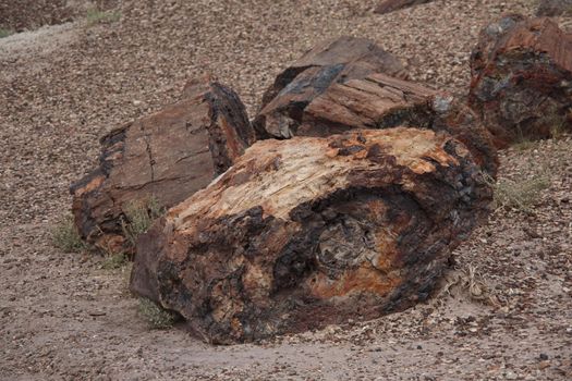 Fossilized trees in the Petrified Forest National Park