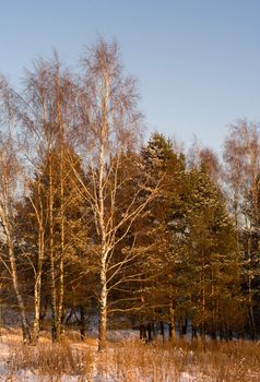 Landscape winter wood in the evening.