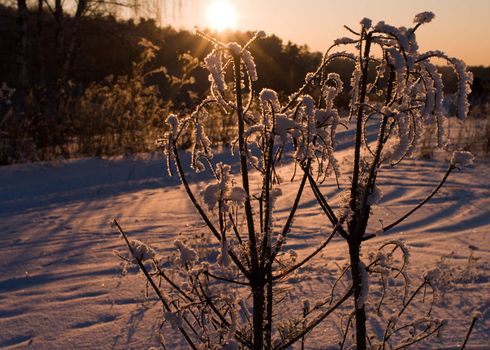 Snow-covered branch against a decline.