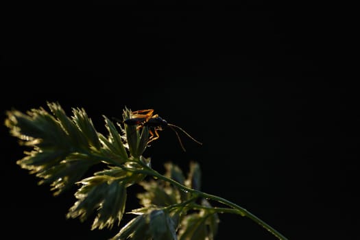 beetle on the stalk , horizontally framed shot