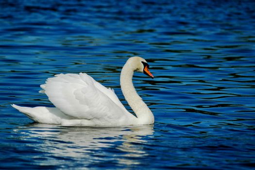 white swan at the blue lake, horizontally framed shot