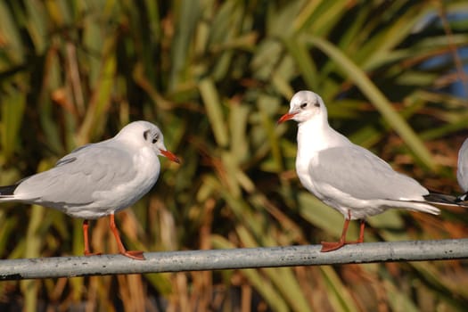 two seagulls sit on fence, in front of green bush