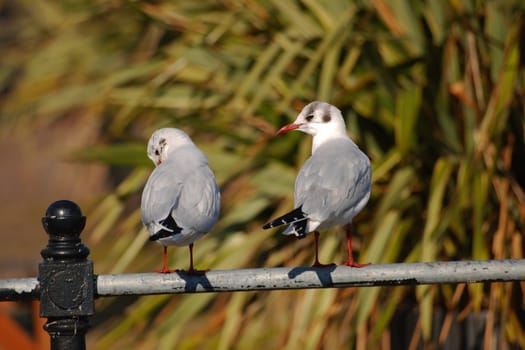 two seagulls sit on fence, in front of green bush