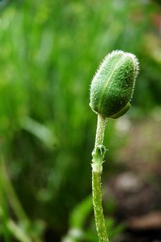 green bud leaf of poppy, vertically framed shot