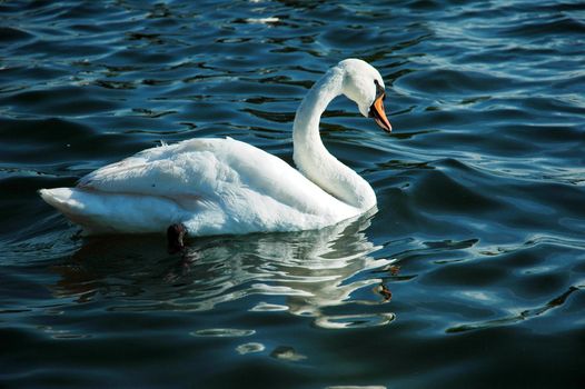 floatting white swan on the waves of sully lake