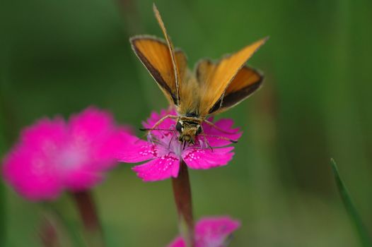 yellow butterfly on the pink  bloom
