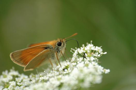 yellow butterfly on the white bloom