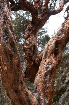 Quenua tree (Polylepis genus) - world highest-growing tree (up to 4800m in Andes)