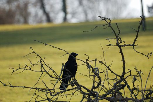 black crow sits on bush in sunny spring day on the green field in park