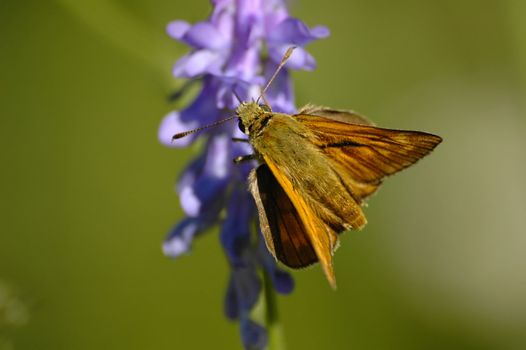 yellow butterfly on the blue bloom