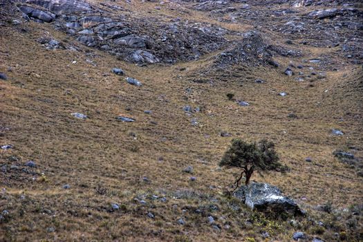 Lone tree near the trail to Pisco base camp, Andes, Peru