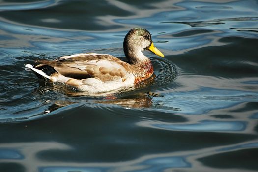 duck floating on the waves of lake