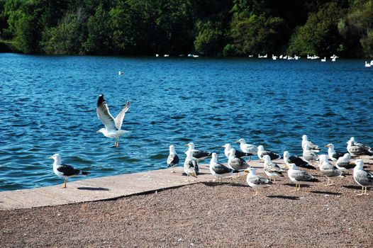 sully lake and many of seagulls, horizontally framed shot