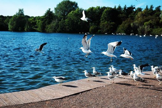 sully lake and many of seagulls, horizontally framed shot