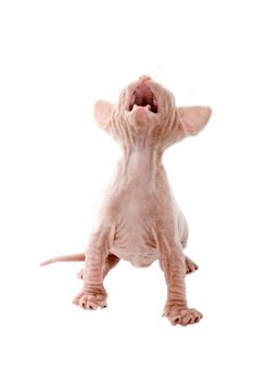 Newborn sphinx kitten walking on white background 