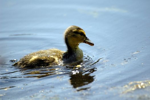 duckling at the blue lake, horizontally framed shot