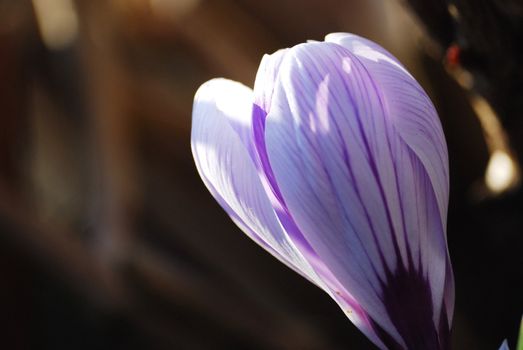 purple spring bloom on brown background, horizontally framed shot