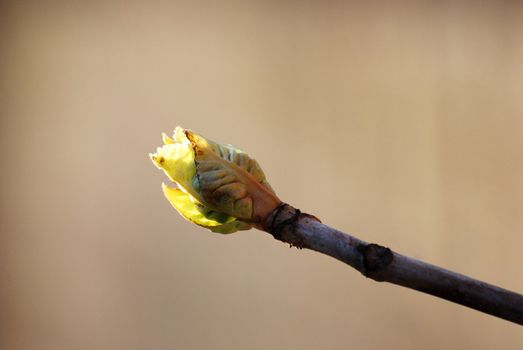 spring green bud on the top of the branch